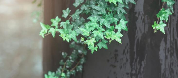 常春藤的养殖方法（水培常春藤的养殖方法）