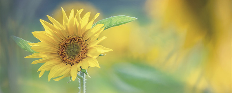 盆栽向日葵怎么浇水 向日葵花盆栽怎么浇水