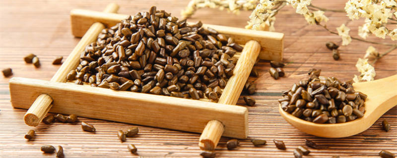 决明子是什么植物的种子（决明子是树还是草本植物的种子）