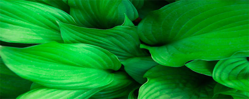 紫边碧玉椒草怎么修剪 紫边碧玉椒草的养殖方法