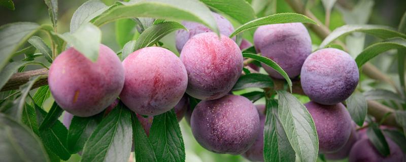 红叶李果实能吃吗 路边红叶李果实能吃吗