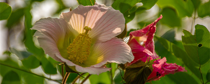 芙蓉花的养殖方法 芙蓉花的养殖方法盆栽