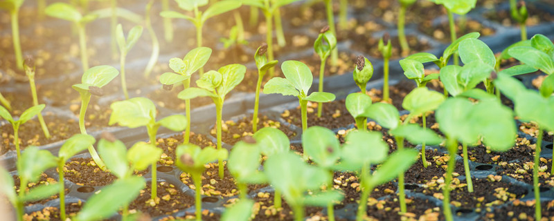 西瓜苗要不要掐尖 西瓜苗要不要掐尖打顶