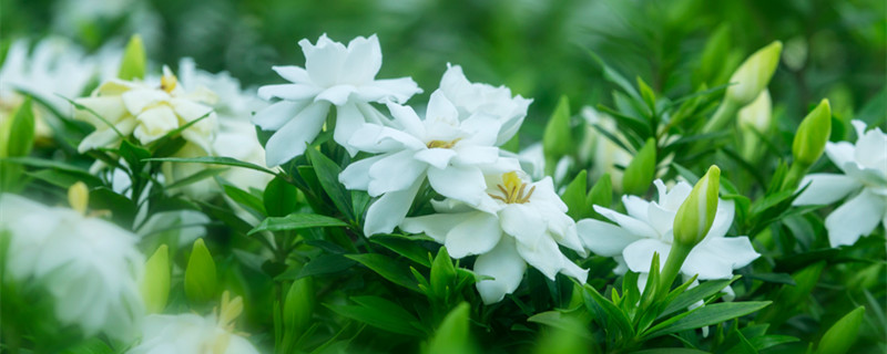 栀子花叶子发黄是什么原因 刚买的栀子花叶子发黄是什么原因