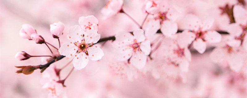 樱花种子种植方法和时间（日本樱花种子种植方法和时间）