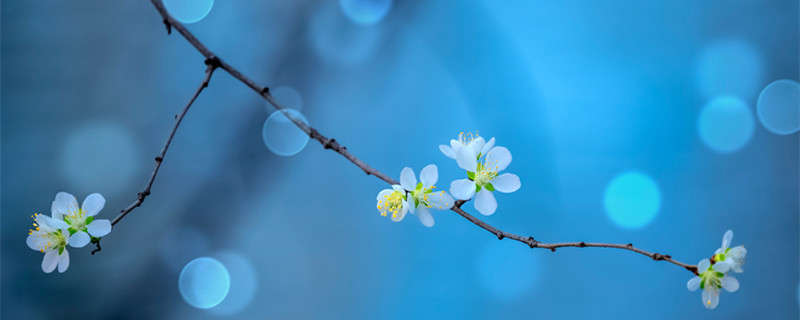 千鸟花养殖方法（千鸟花盆栽）