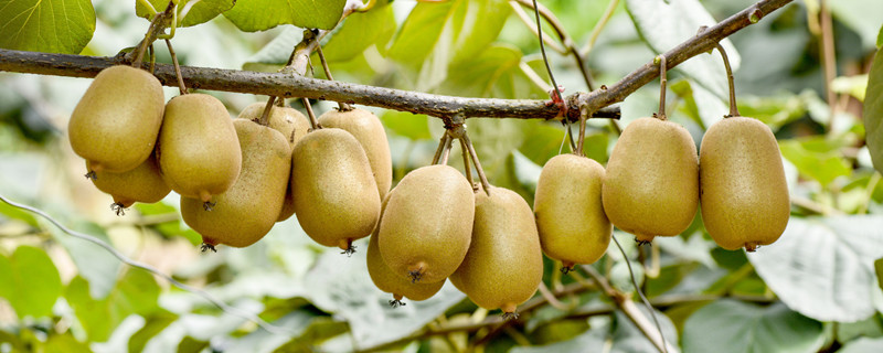 弥猴桃树繁植方法（弥猴桃的繁殖种植技术）