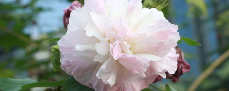 芙蓉花怎么养(盆栽芙蓉花怎么养)