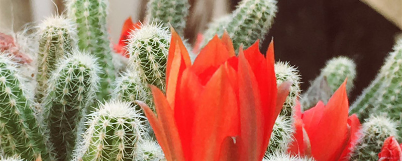 令箭荷花的花语和寓意 令箭荷花的花语和象征的意义