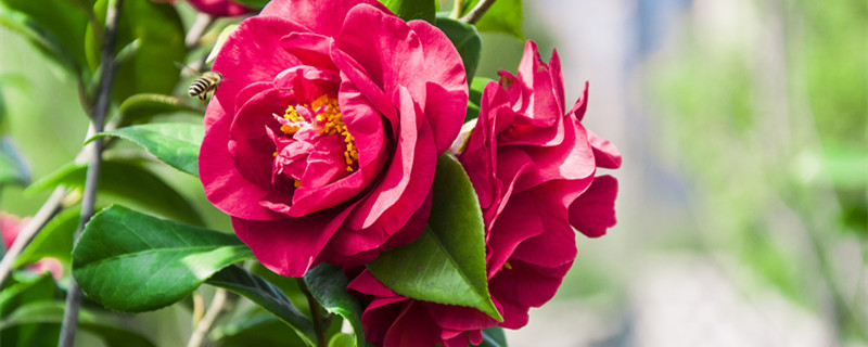 冬天开的花有哪些(春天开的花有哪些)