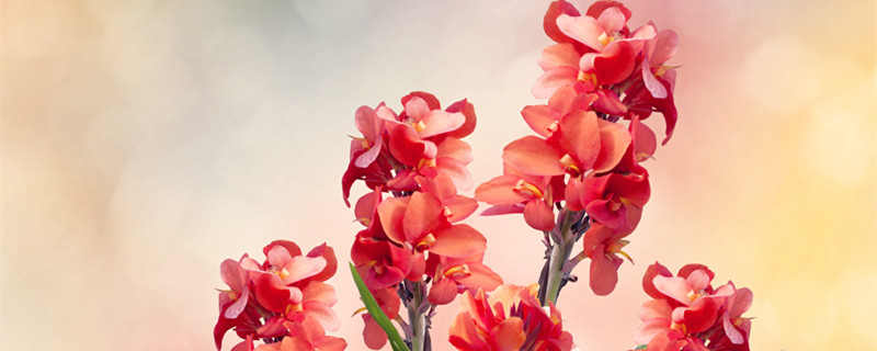 美人蕉适合种植在什么地方（美人蕉怎样种植）