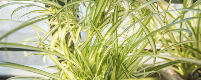 君子兰根太多怎样修剪根（君子兰根部太多太长移栽时需要修剪吗）