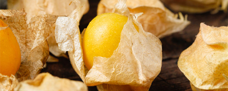 灯笼树怎么种植（灯笼果树怎么种植）