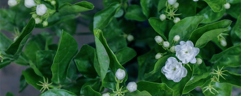 栀子花开是什么季节（栀子花是哪个季节开花）