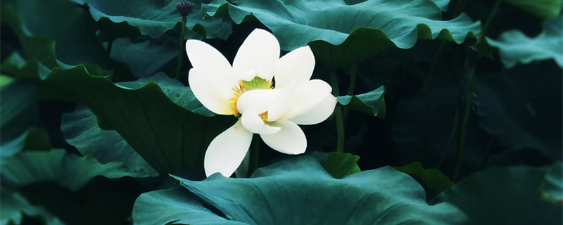 碗莲怎么养才能开花（室内养碗莲,能养开花吗）