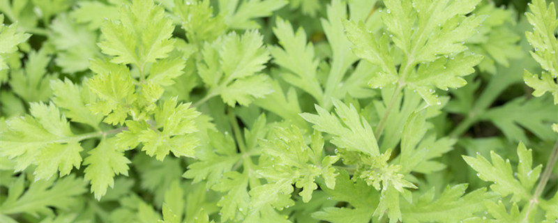 艾草收割后怎样处理 艾草收割后怎样发酵