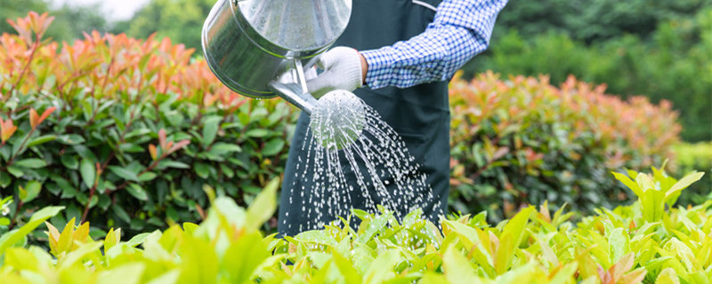 中午为什么不能给植物浇水 夏天中午为什么不能给植物浇水