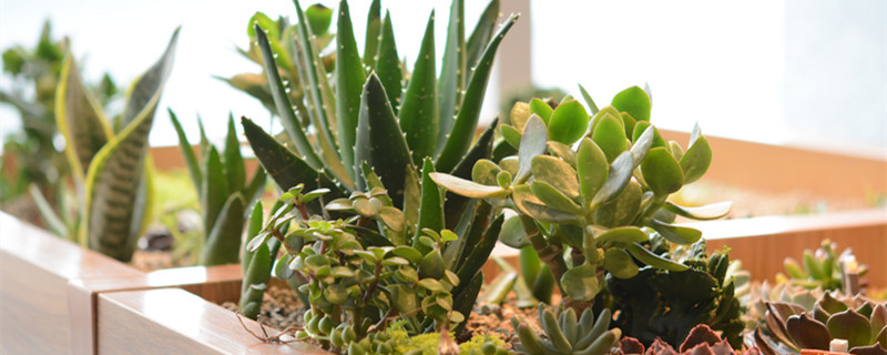 花盆托盘的水要倒掉吗（花盆托盘加水）