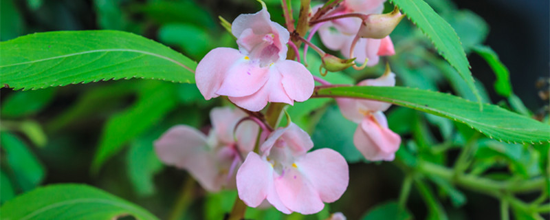 凤仙花的花语（凤仙花的花语花诗）