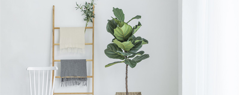 金钱榕树的养殖方法和注意事项 金钱水榕的养殖方法和注意事项