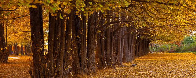 过冬的植物有哪些它们是怎样过冬的（哪些植物是怎么过冬的）