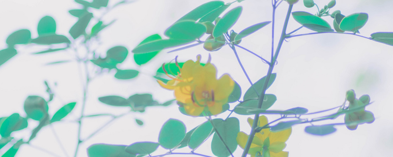 铃兰花语（铃兰花语和寓意）