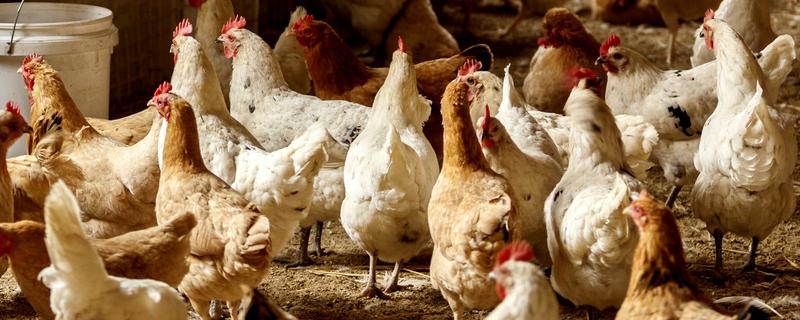 母鸡的蛋道的深度,母鸡蛋道有多大(母鸡蛋道在哪边)