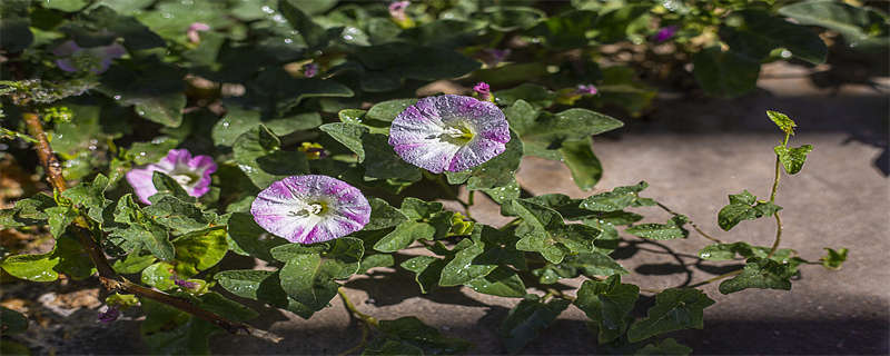 为什么牵牛花在凌晨四点开花 为什么牵牛花在凌晨4点开花?