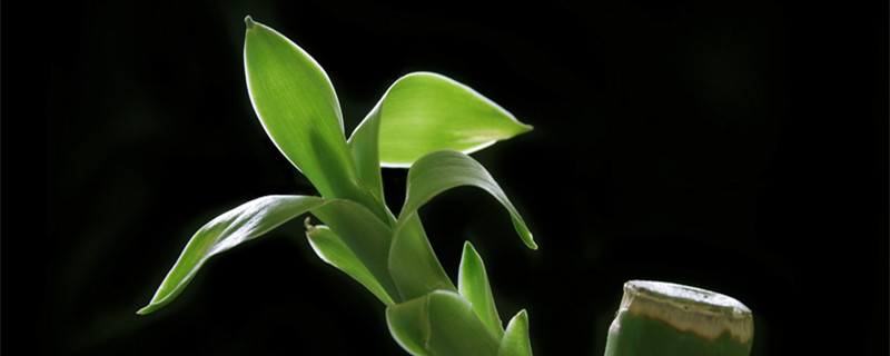 送富贵竹的寓意是什么(富贵竹送朋友的寓意是什么)