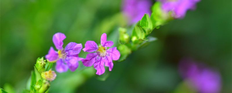 紫萼距花有毒吗（萼距花有毒吗?）