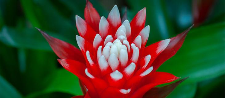 鸿运当头的养殖方法和注意事项（红掌的养殖方法和注意事项）