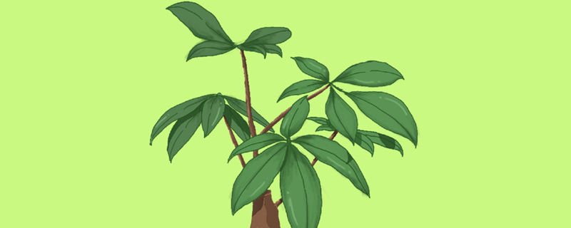 发财树叶子发黄脱落怎样挽救 盆栽发财树叶子发黄脱落怎样挽救