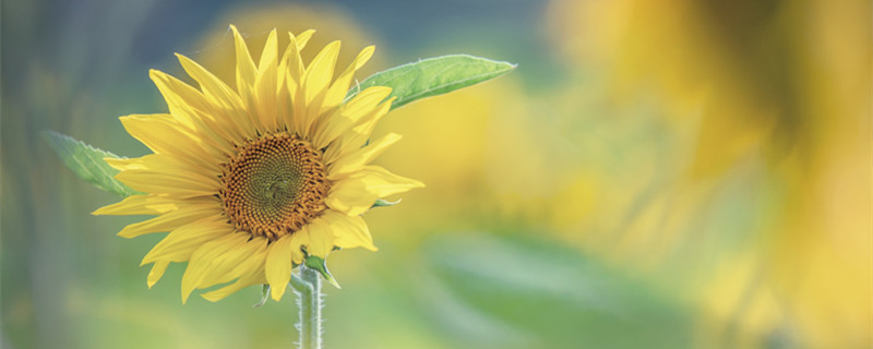 向日葵花期（向日葵花期多少天）