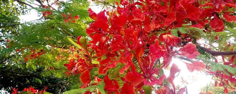 凤凰花的花瓣像什么（凤凰花瓣好像什么）