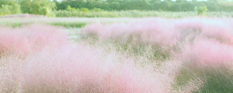 粉黛乱子草的花语 粉黛乱子草的花语是什么