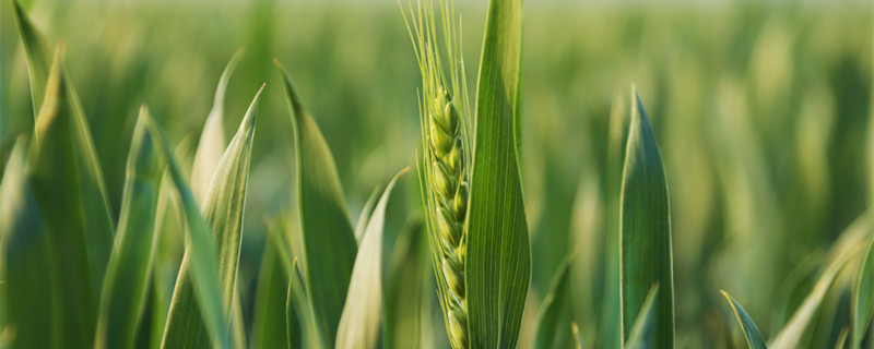 碧玉花开花吗（碧玉碧玉什么时候开花）