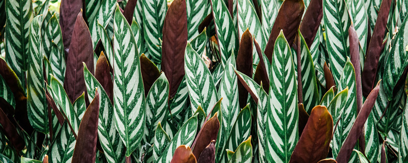 红背竹芋有毒吗（红玫瑰竹芋有毒吗）