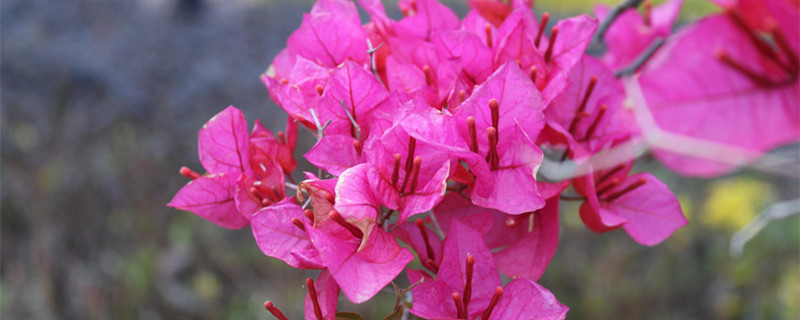 三角梅怎么养才开花好（三角梅怎么养才开花好三角梅什么时候开花）