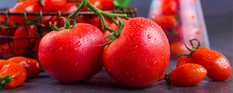 西红柿六月份能种植吗 七月份种植西红柿能行吗