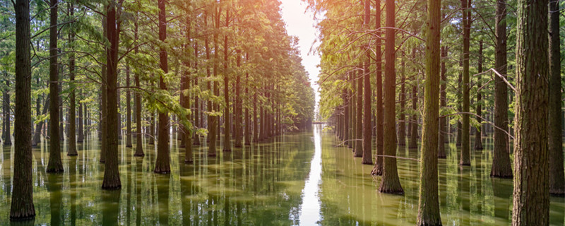 水杉是什么植物 水杉是什么植物是种子植物吗