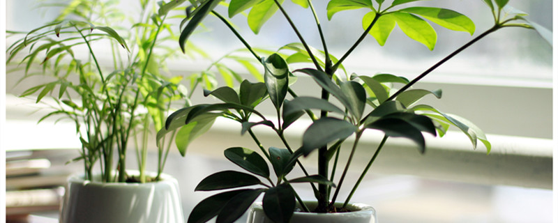 琴叶榕叶子锈斑 琴叶榕叶子锈斑用多菌灵