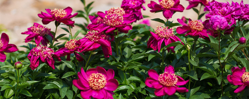 芍药花的繁殖方法和注意事项（芍药花的栽培和繁殖方法）