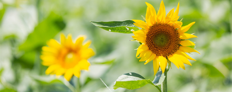 茎的种类有哪五种（茎分哪几种）