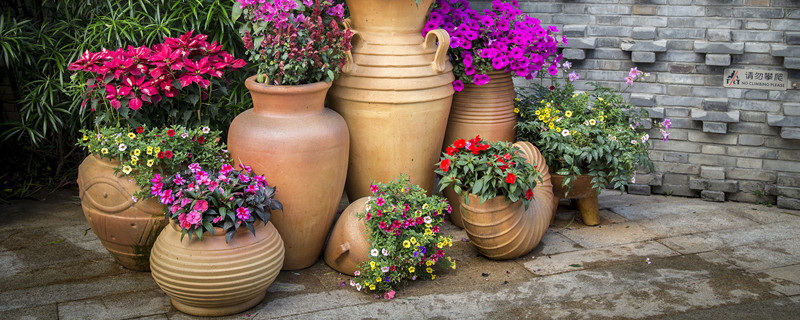 适合家庭养殖的花卉（适合在家里养殖的花卉都有哪些）