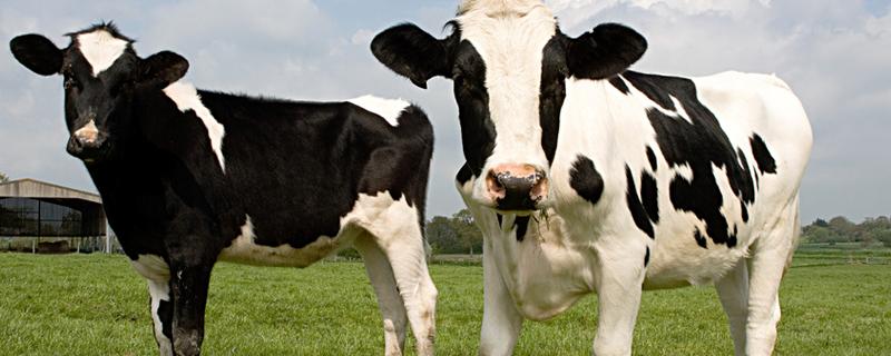 奶牛泌乳盛期的饲养管理要点,泌乳盛期奶牛的饲养与管理