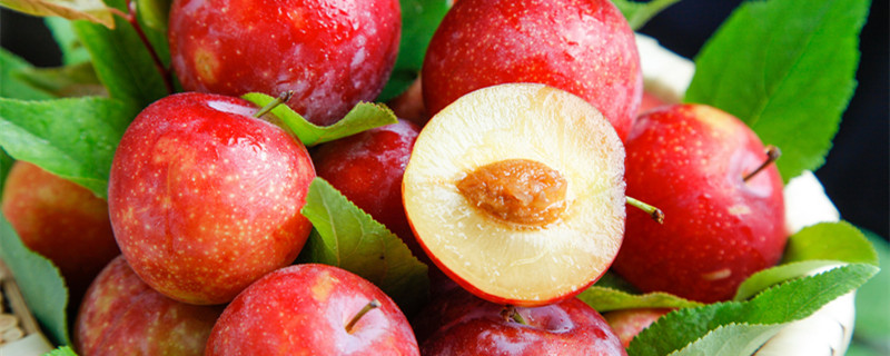 五月脆和凤凰李的区别 脆红李跟五月脆有啥区别