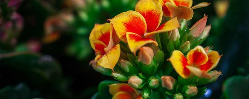 长寿花繁殖方法大全（长寿花繁殖的4种方法）