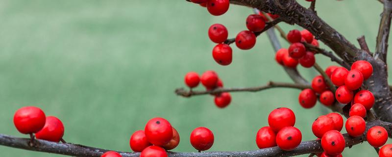 冬红果盆景怎样养殖 冬红果盆景栽培技术