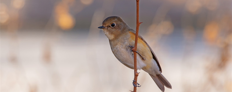 飞龙是什么 飞龙是什么蔬菜