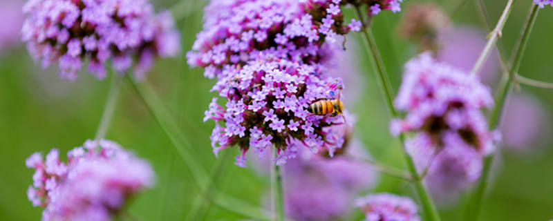 马鞭草有几种（马鞭草有几种名字是不是透骨草）
